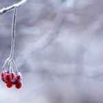 壓傷的蘆葦(九)