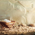 耶穌基督降生對人有何重要?