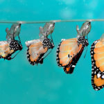 進化後的《真理報》