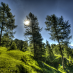 《真理報》特刊:「樂」地生根