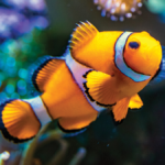 我殺掉了一條熱帶魚